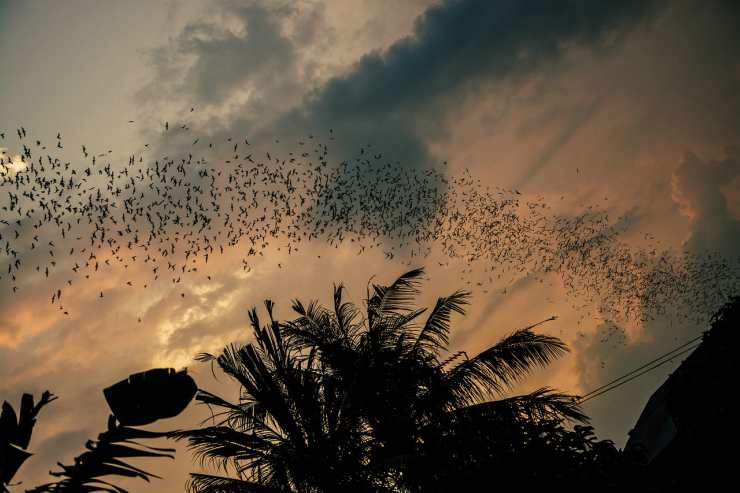 pipistrelli in movimento (Foto Pixabay)