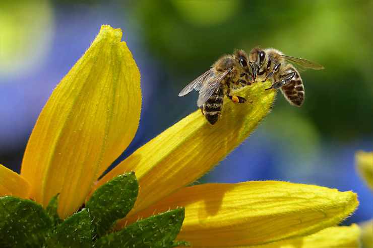 Le api sul fiore giallo (Foto Pixabay)