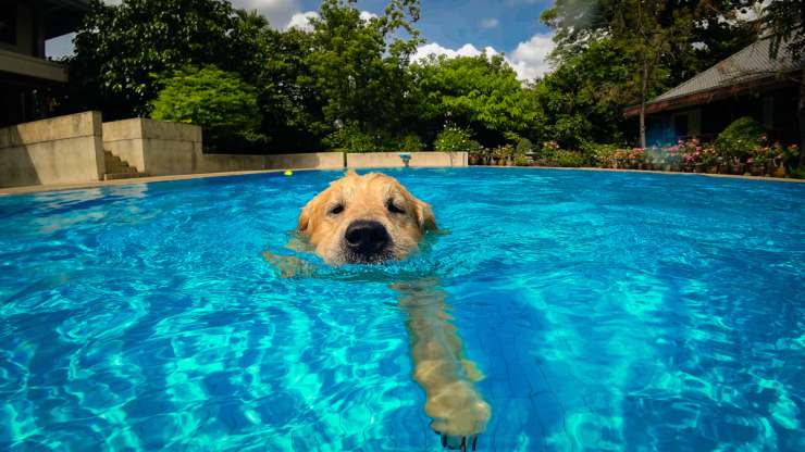 Il cane ha bevuto l'acqua della piscina