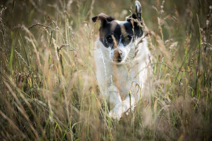 cane e forasacchi