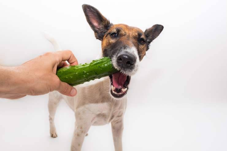 cane e zucchina