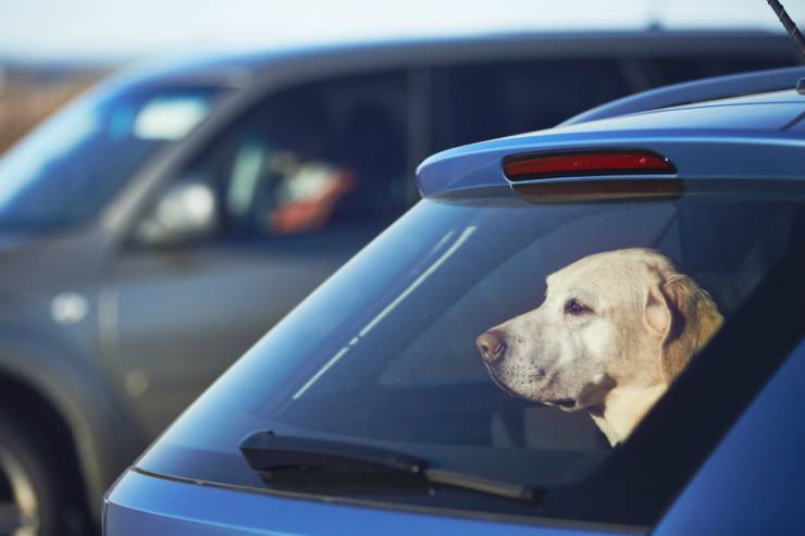 Lasciare il cane in macchina