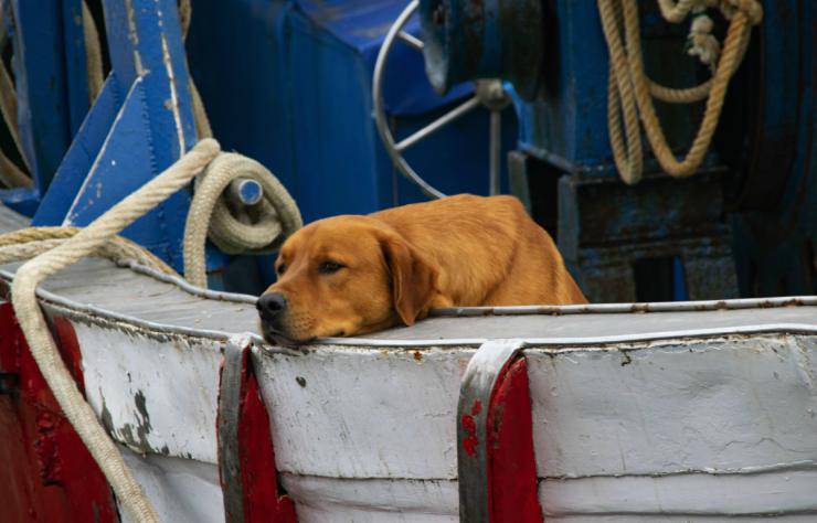 Viaggiare con il cane in nave