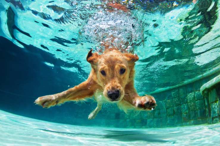 Il cane ha bevuto l'acqua della piscina