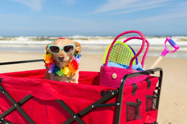 Accessori per il cane in spiaggia