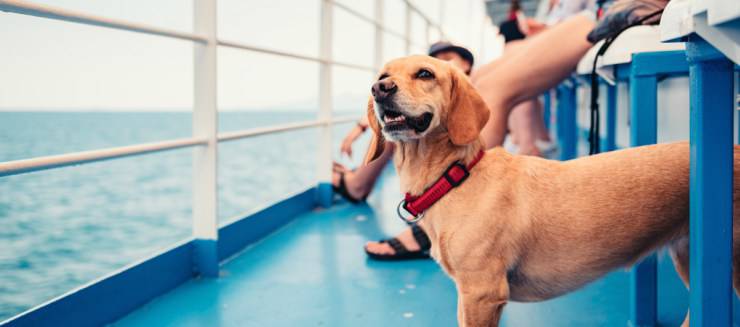 Viaggiare con il cane in nave