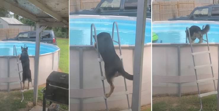 cane piscina