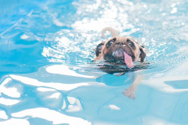 Il cane sta annegando