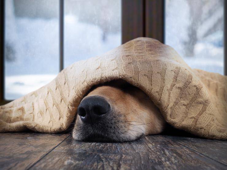 Il cane dorme sul pavimento