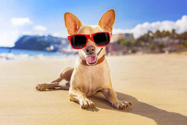 Il cane con gli occhiali sulla spiaggia Facebook