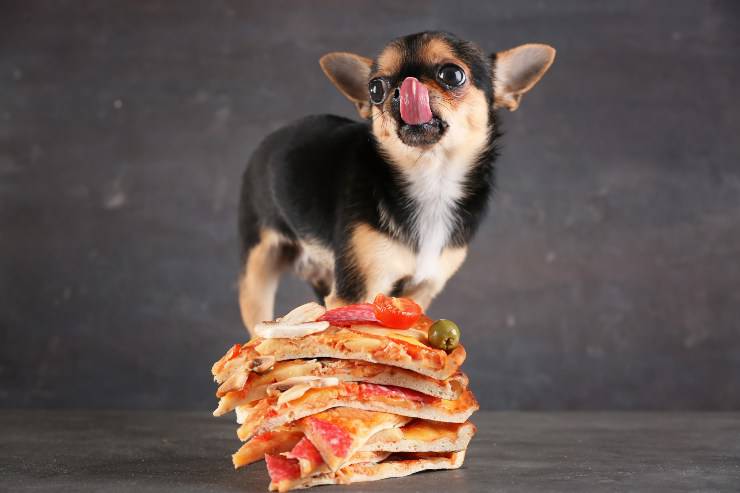 cane e pizza