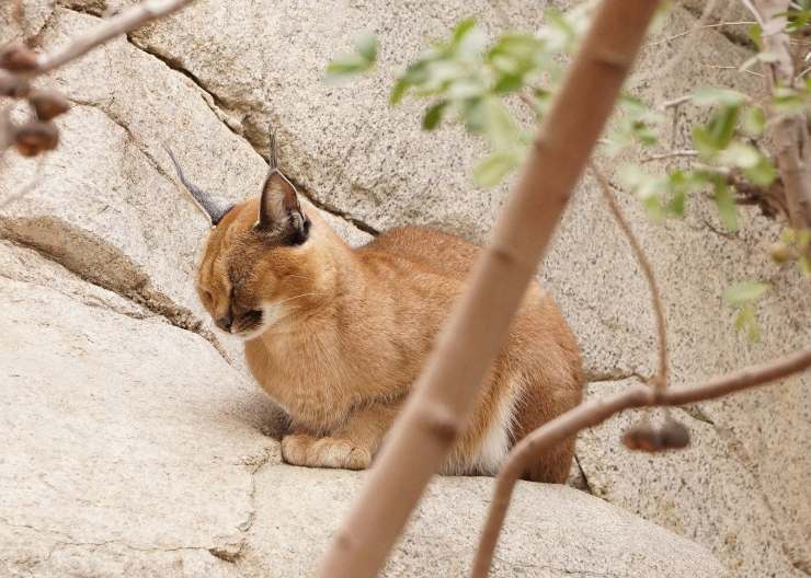 caracal