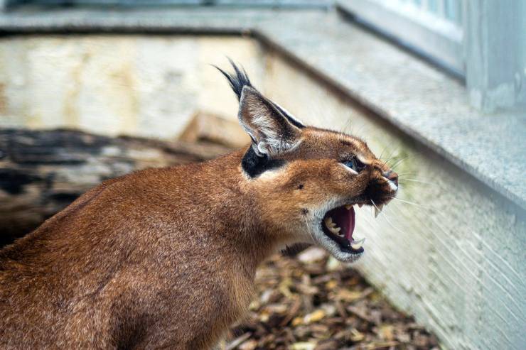 caracal