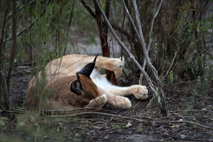 caracal