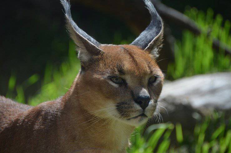 caracal