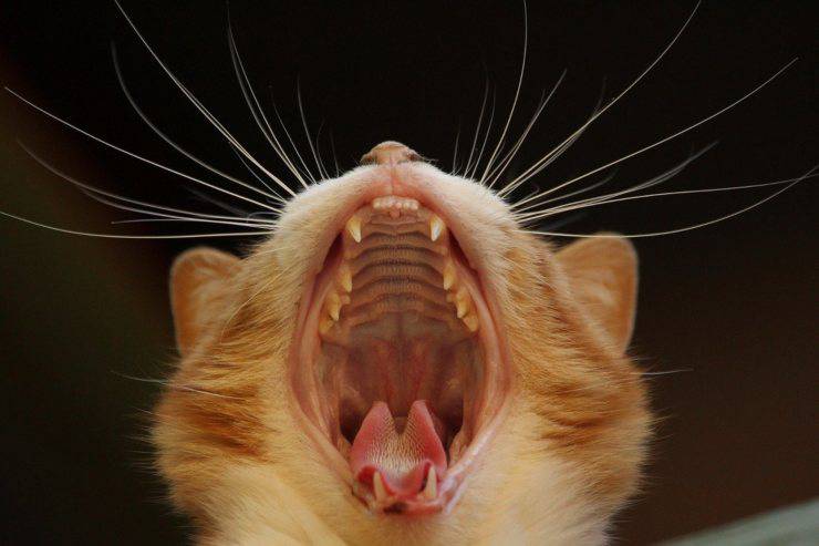Malattie della bocca del gatto