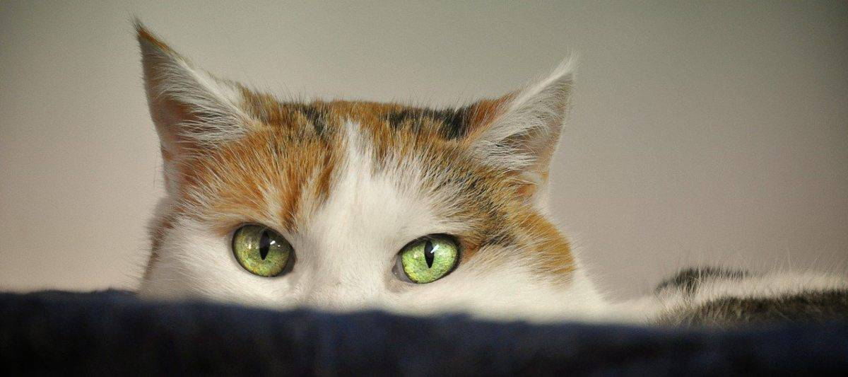 Ho Paura Di Far Uscire Il Gatto