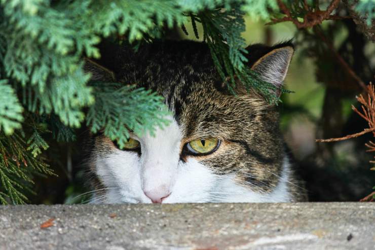 I gatti giocano a nascondino