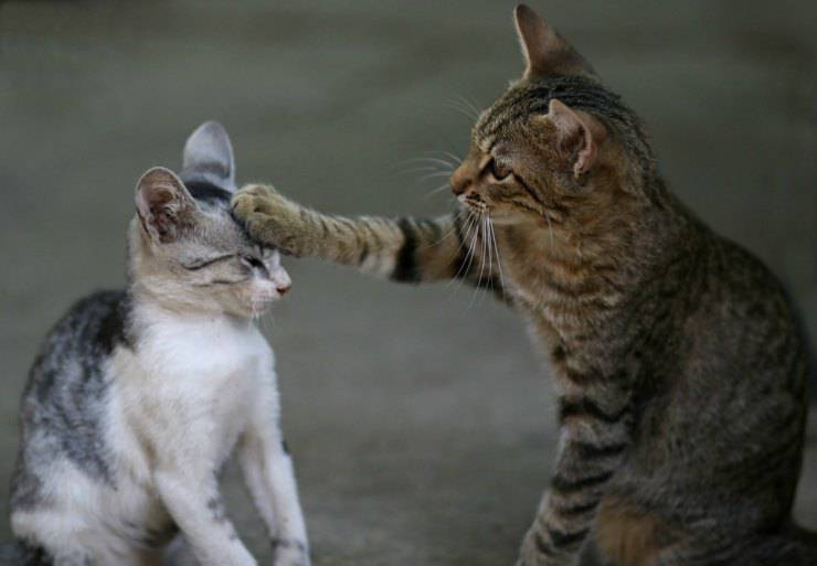 Los gatos juegan o pelean
