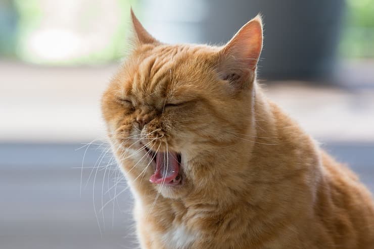 Come far giocare il gatto pigro (Foto Pixabay)