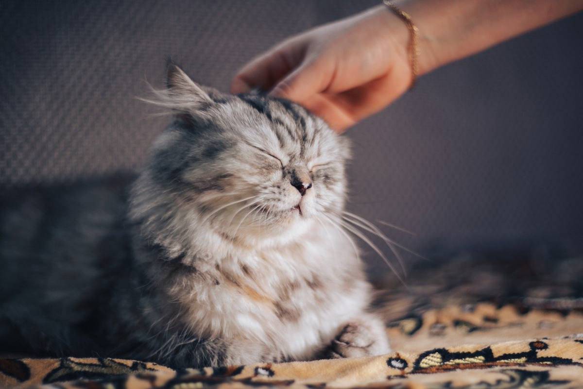 I Gatti Sentono La Mancanza Del Padrone