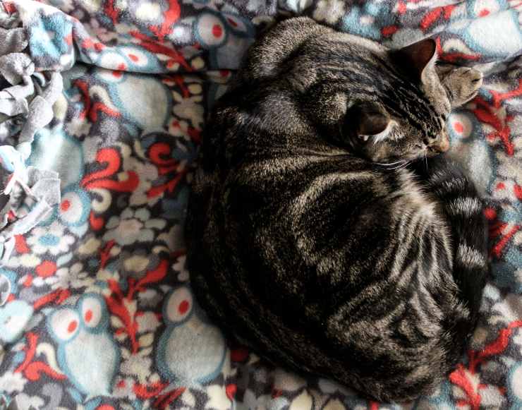 Perchè il gatto dorme sui nostri vestiti?