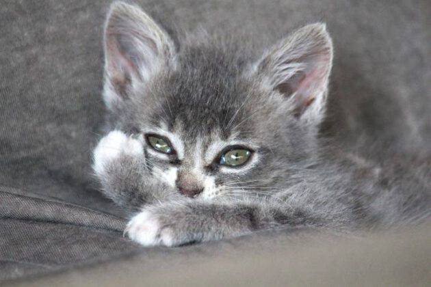 I Gatti Sentono La Mancanza Del Padrone