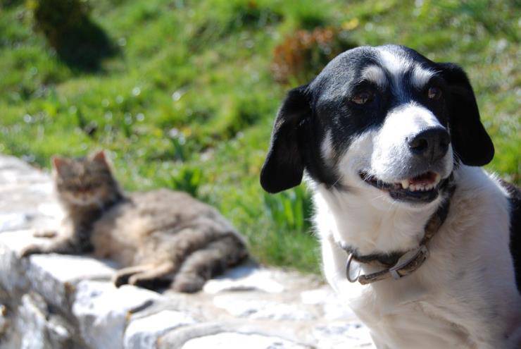 Presentare il cane al gatto