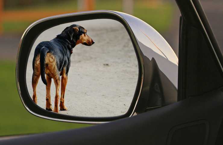 Cane visto dal finestrino dell'auto (Foto Pixabay)