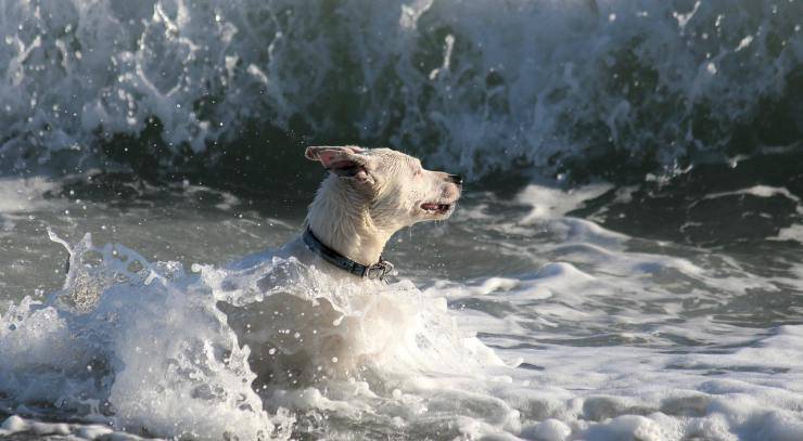 Fido in acqua