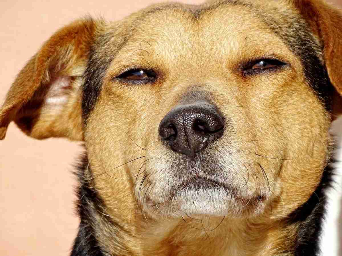 Il cane è sonnambulo sintomi, studi e rimedi al sonno canino