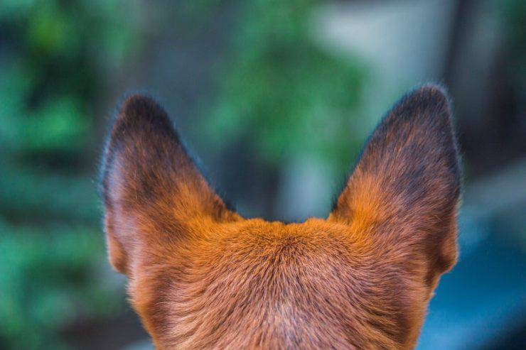 Le orecchie del cane puzzano