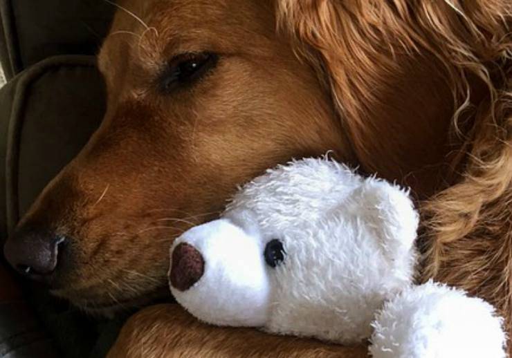 Un Golden Retriever con il peluche (Foto Pixabay)