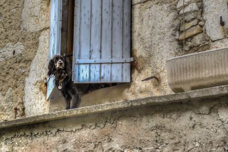 Cane si affaccia alla finestra