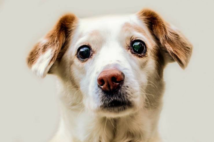 Passaggio di proprietà del cane