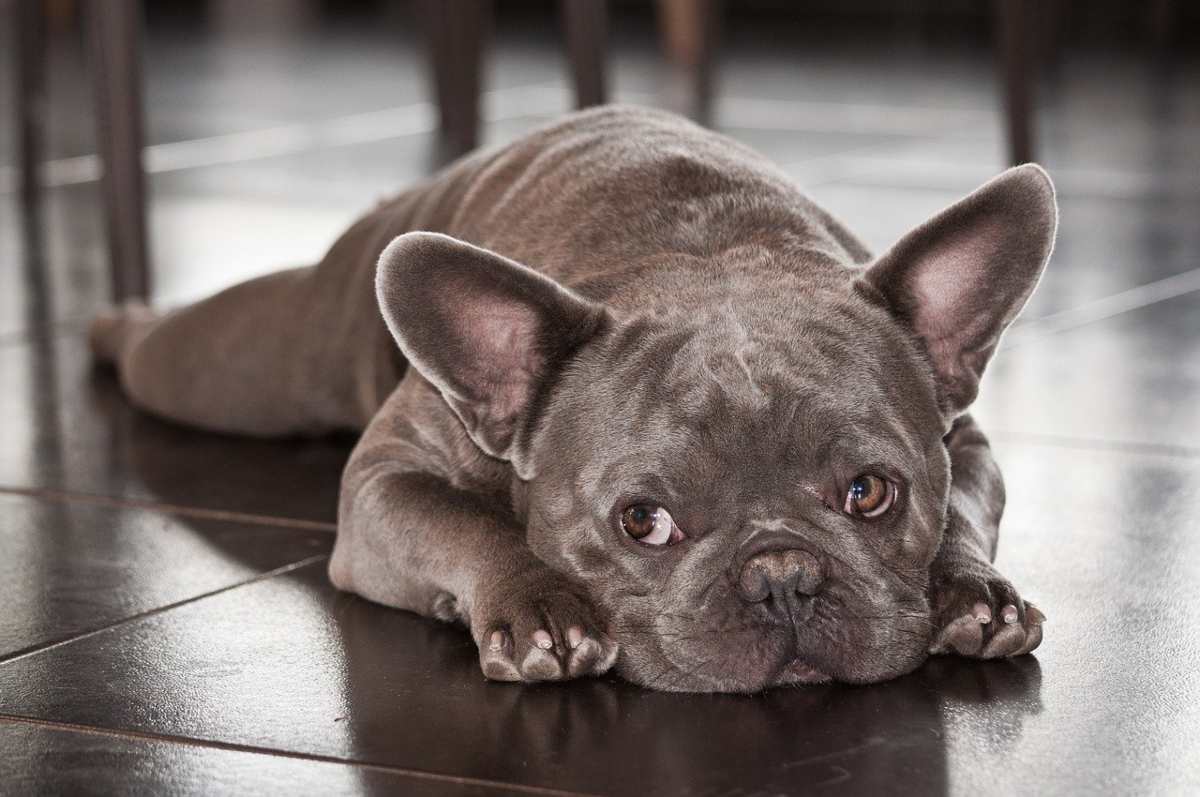 Calli Sul Gomito Del Cane Dritte E Consigli Per La Cura O La Prevenzione