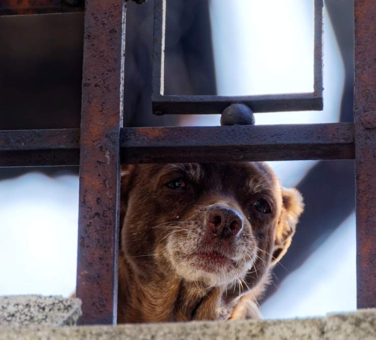 cane lasciato balcone