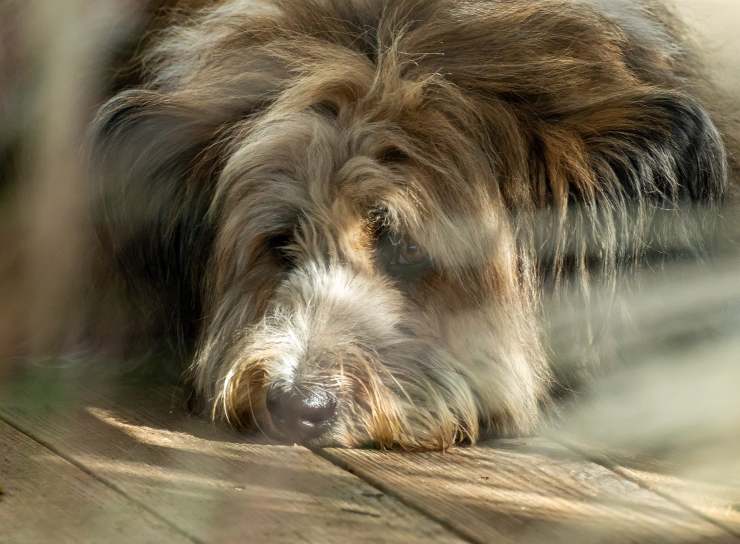 Il cane dorme sul pavimento