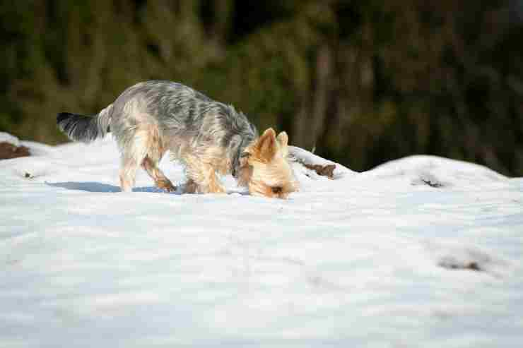 Cagnolino nella neve (Foto Pixabay)