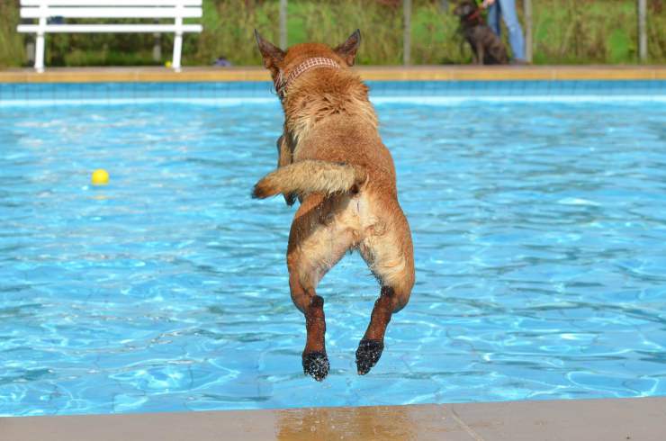 Cane si butta in piscina