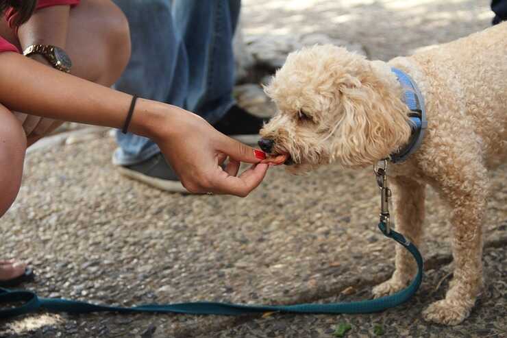 Il cane può mangiare il lampone? (Foto Pixabay)
