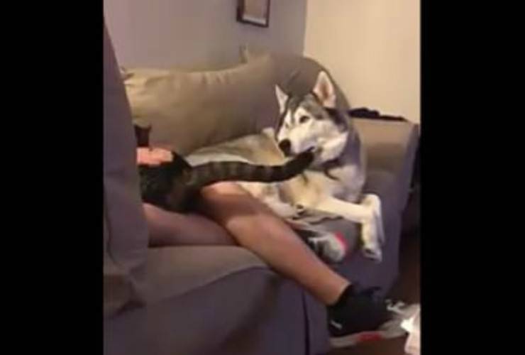 L'husky geloso (Foto video)