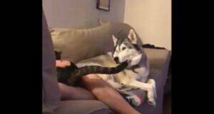 il cane geloso (Foto video)