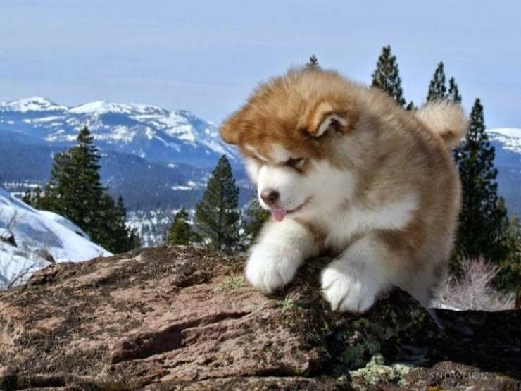 Adottare un cucciolo di Alaskan Malamute