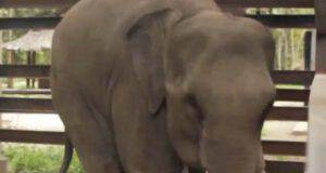L'elefante Chhouk (Foto video)