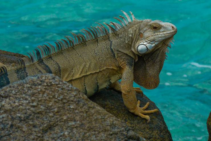 In vacanza con iguana: come comportarci o come lasciarla a casa