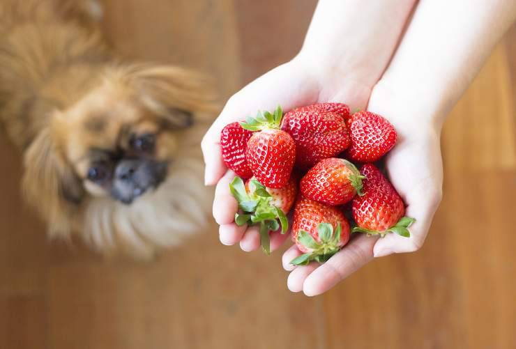 Ricette estive per il cane