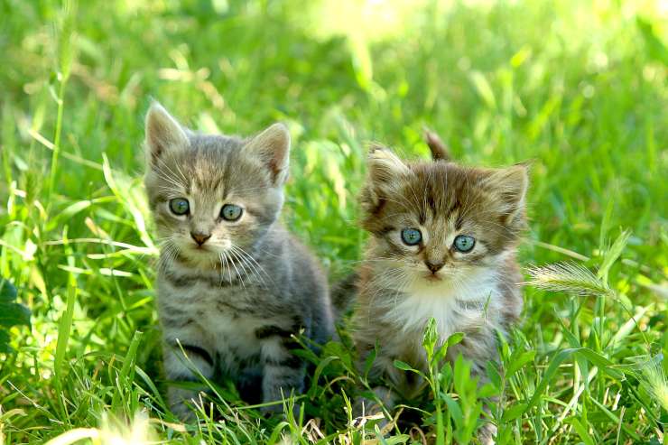 Gatto scappa di casa in estate