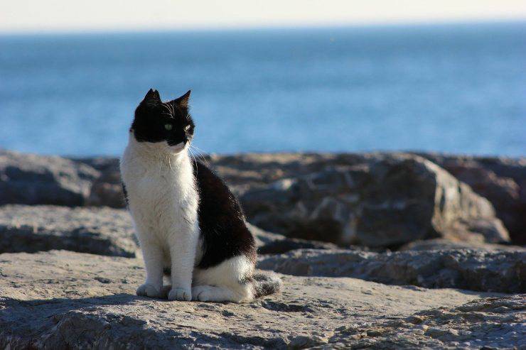 gatto al mare