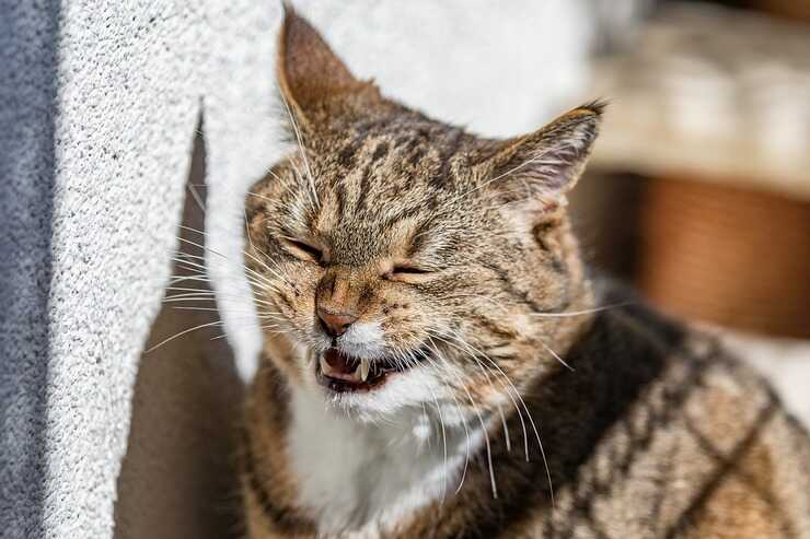 I 5 tipi di personalità del gatto